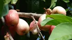 Pohon jambu Dersono sejenis jambu air ini memiliki aura yang sangat kuat. Bahkan karena saking kuatnya aura yang dikeluarkan, tanah yang semula ‘panas’, bila ditanami tanaman ini akan berubah menjadi ‘hoki’. (Istimewa)