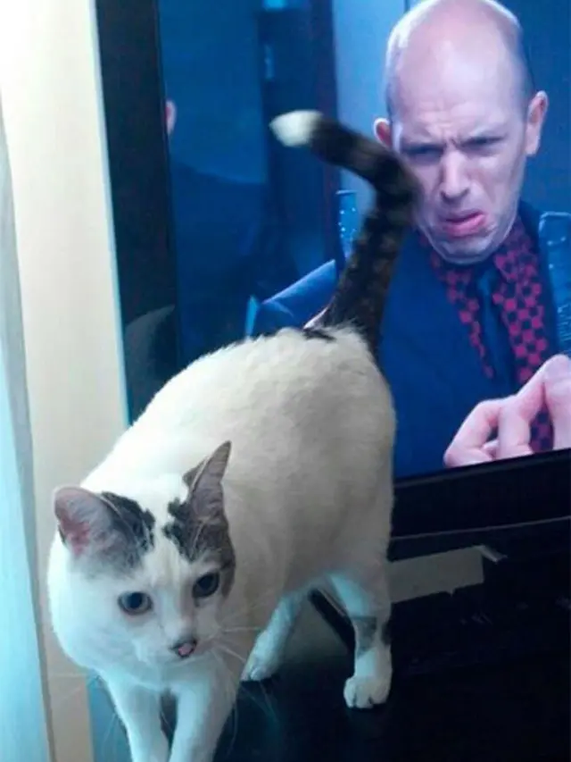 Foto kucing yang pas momennya
