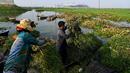<p>Para petani memanen mimosa air dari perahu di sebuah perkebunan di Phnom Penh, Kamboja, 28 April 2022. Mimosa air adalah hidangan sayuran yang populer di Kamboja. (TANG CHHIN Sothy/AFP)</p>