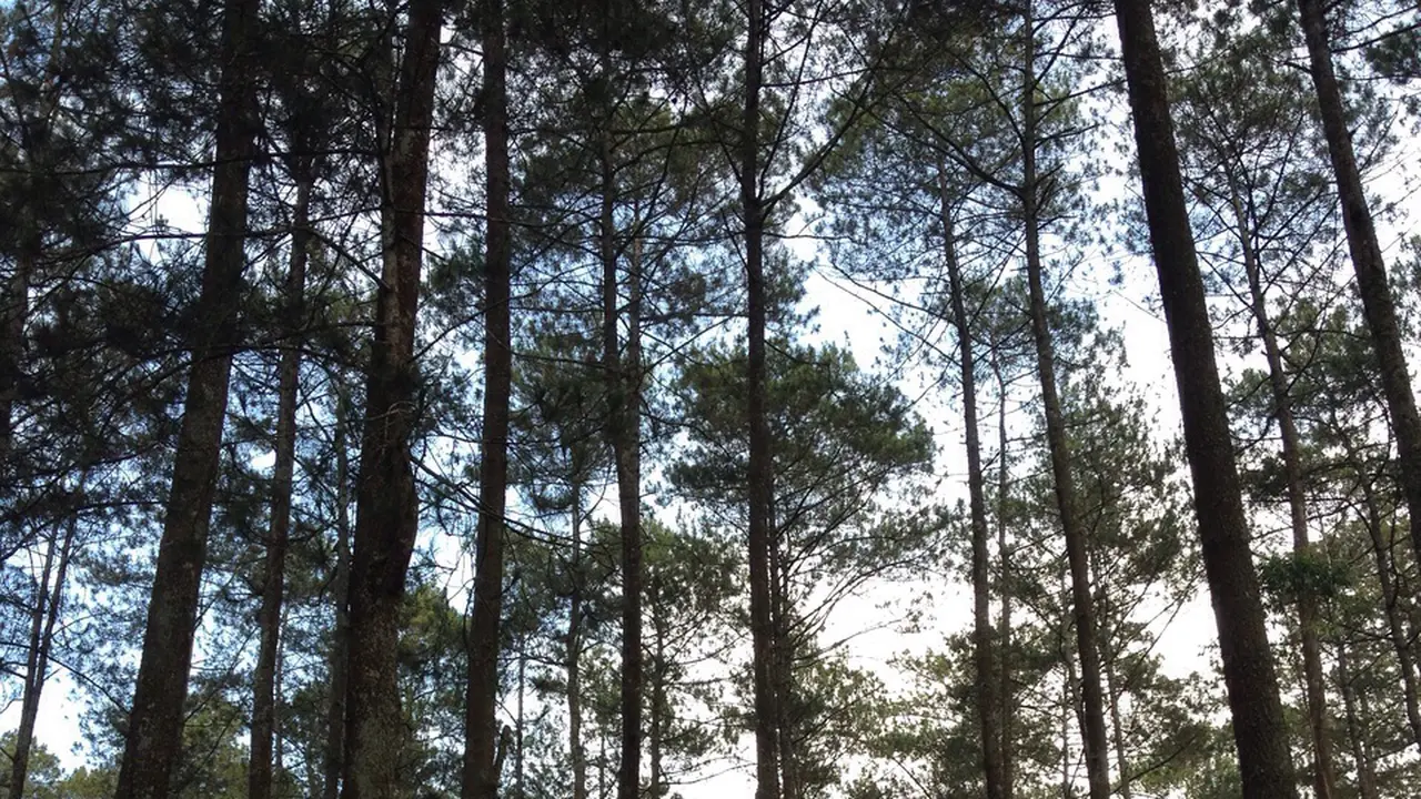 Bandung