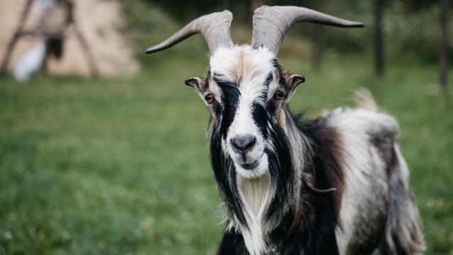 Ilustrasi mimpi, kambing