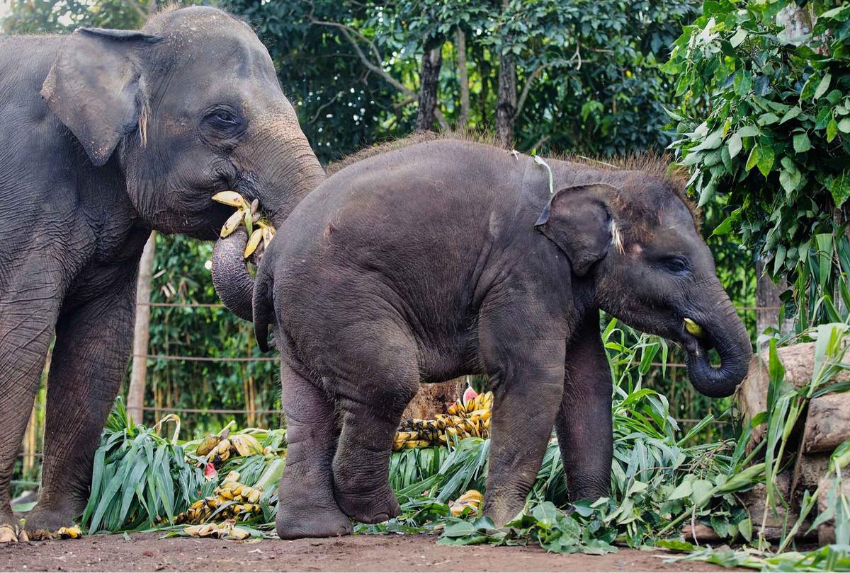 FOTO: Pesta Buah untuk Nurhayati dan Kama di Hari Gajah Sedunia