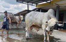 DKPP Bantul: 80 Persen Pasokan Hewan Kurban Didatangkan dari Luar Daerah