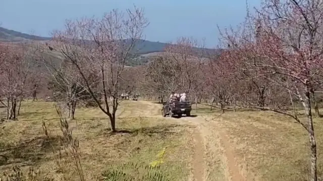 Pemandangan Sakura Thailand di Gunung Phu Lom Lo