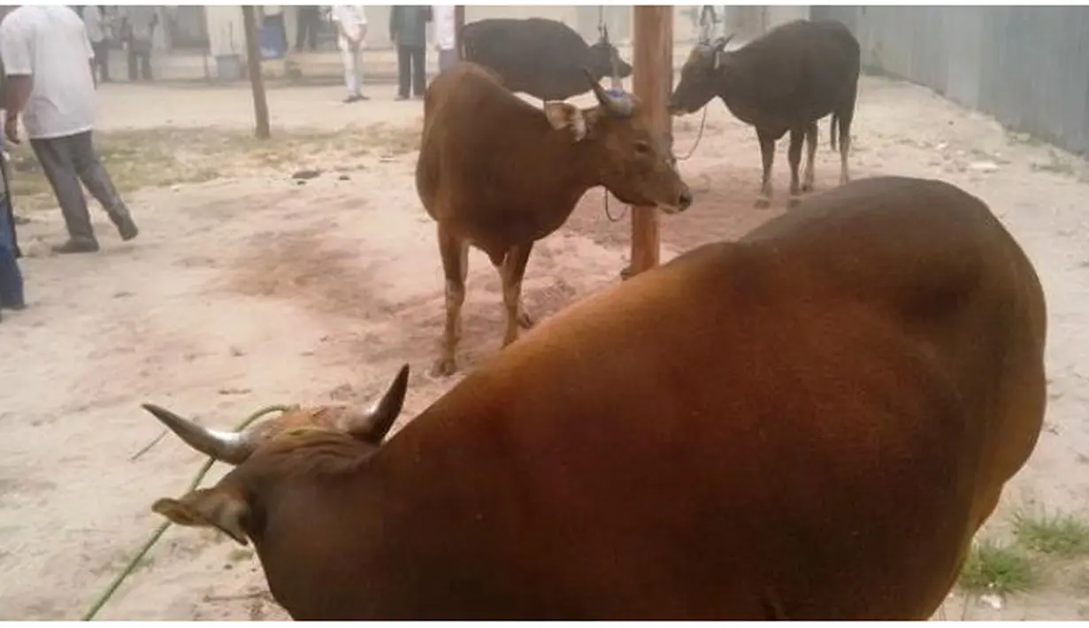 Sapi jenis Limosine hasil kawin silang yang diserahkannya ini merupakan sumbangan dari Presiden Jokowi dan keluarganya kepada rakyat Aceh. Sapi itu dibeli Jokowi seharga Rp55,8 juta dari seorang peternak di Aceh Besar. (Via Twitter/@Twuot)