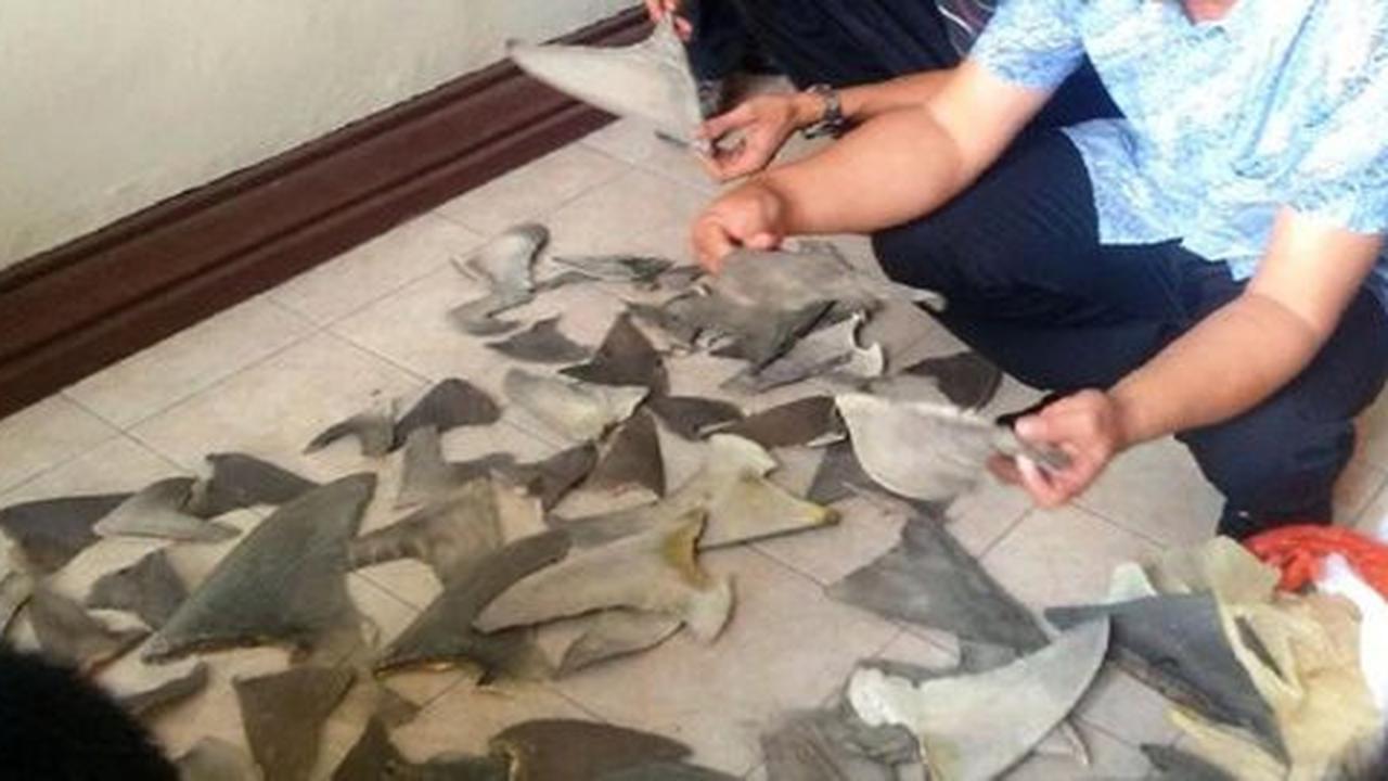 Hiu tak bisa sembuhkan kanker