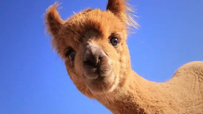 [Bintang] Mirip Unta, Ekspresi Hewan Alpaka Ini Sanggup Ceriakan Harimu