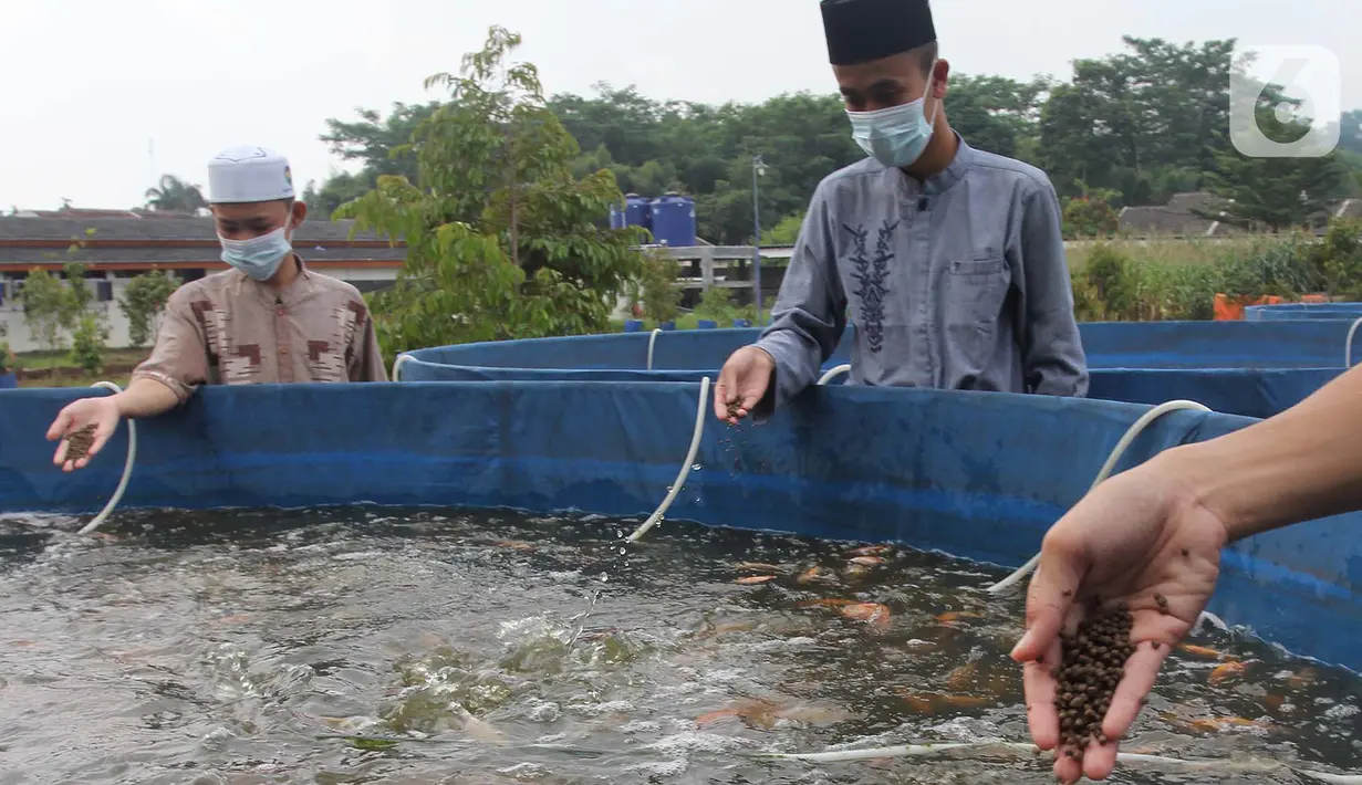 Santri memberi makan ikan mujair nila merah di budidaya ikan Pesantren Ruhama Al Fajar, Citayam, Bogor, Jawa Barat, Selasa (29/6/2021). Di Masa pandemi Covid-19 peran pemulihan ekonomi nasional kini menyasar ke pesantren dalam pemulihan ketahanan pangan. (merdeka.com/Arie Basuki)