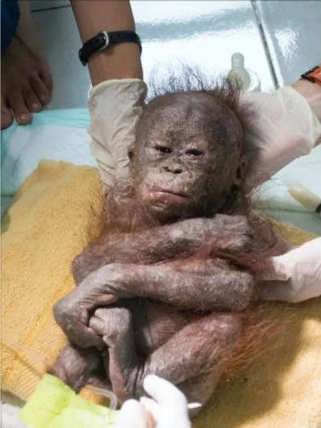 [Bintang] Masih Ingat Gito, Bayi Orangutan yang Dibuang di Dalam Kardus? Ternyata Begini Keadaannya Sekarang
