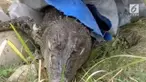 Seekor buaya yang dikenal warga sebagai penjaga kota Mamuju ditemukan mati membusuk.