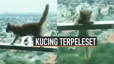 Ada-ada saja tingkah kucing yang satu ini bikin senam jantung karena terpeleset di balkon apartemen.