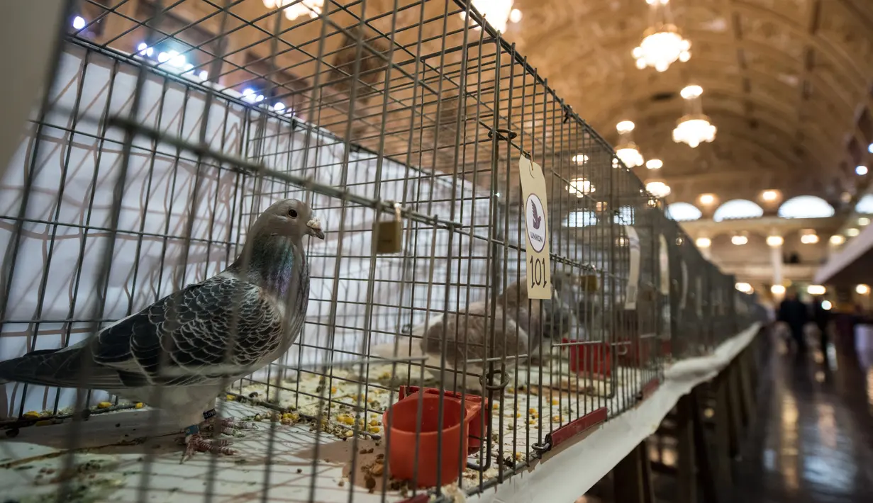 Peternak memeriksa burung-burung merpati yang dipajang dalam kandang selama acara tahunan British Homing World Show di Blackpool, Minggu (20/1). Sekitar 15.000 orang berkumpul pada pertemuan peternak merpati terbesar di Inggris itu. (OLI SCARFF/AFP)