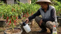7 Cara Mengatasi Semut di Tanaman Cabai, Ampuh dan Gampang