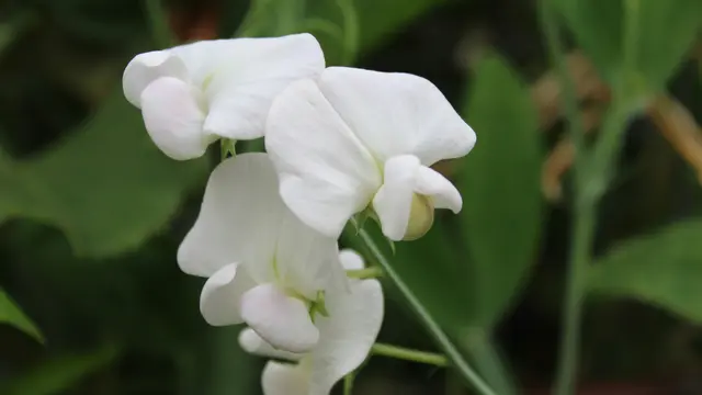 Bunga Sweetpea/Photo by Richelle Brunstetter on Unsplash