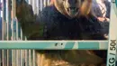 Salah satu dari dua panda raksasa dalam kandang kaca tembus pandang di bandara Schiphol, Belanda, Rabu (12/4). Terakhir kali panda dibawa ke Belanda pada 1987, ketika dua panda raksasa menghadiri acara taman safari selama empat bulan. (Aurore BELOT/AFP)