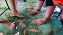 Ikan menggigit kaki pengunjung yang sedang menikmati makanan restoran kolam ikan di desa Wedomartani di Yogyakarta (15/11/2019). Restoran menempatkan meja-meja dan bangku-bangku untuk pengunjung di dalam kolam ikan yang dangkal. (AFP Photo/Oka Hamied)