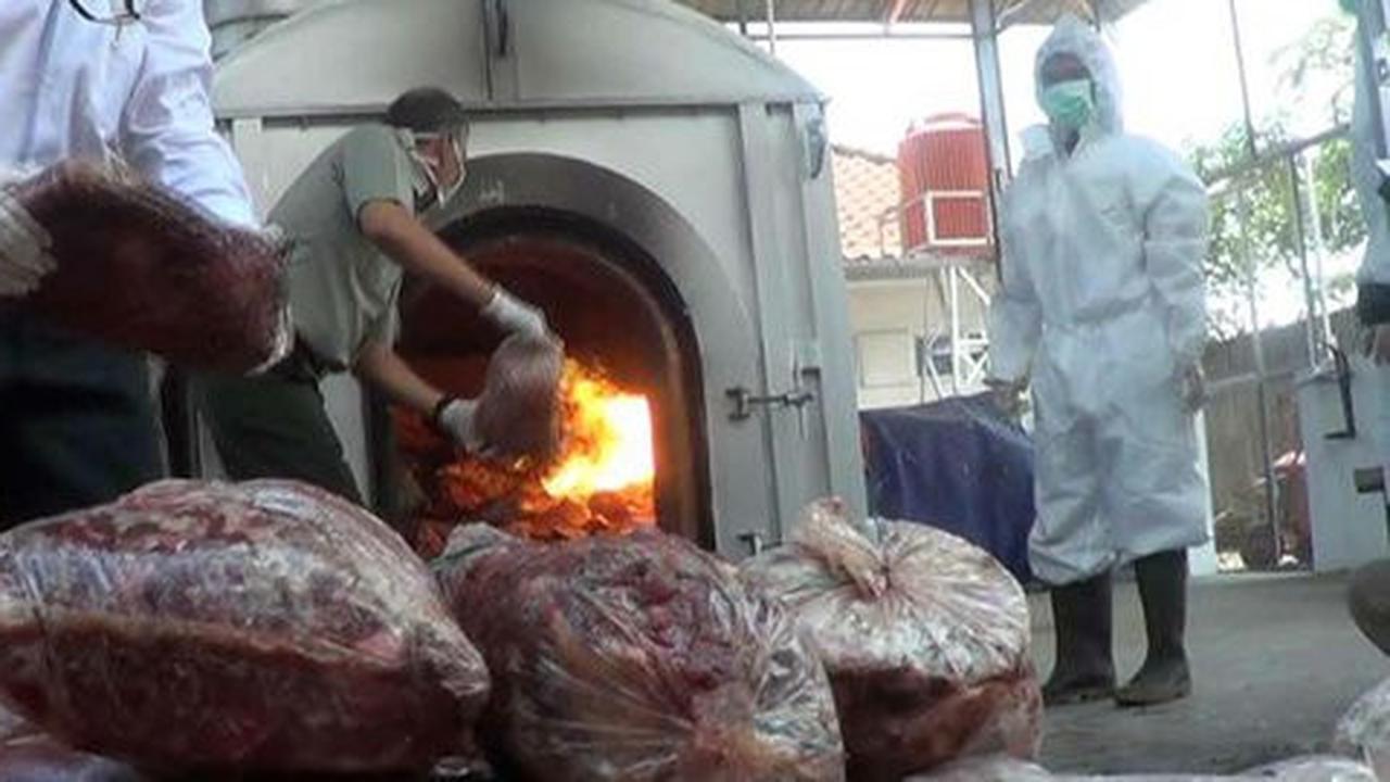 Delapan karung daging celeng ilegal dimusnahkan di Bandara Soetta