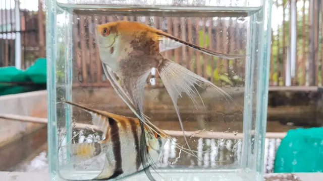 Ikan Manfish hasil budidaya Hastoro
