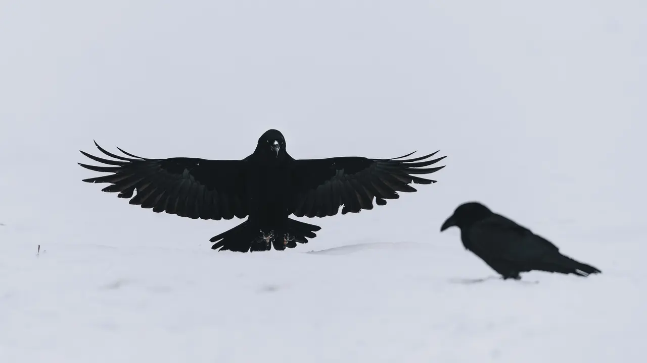 Ilustrasi burung gagak