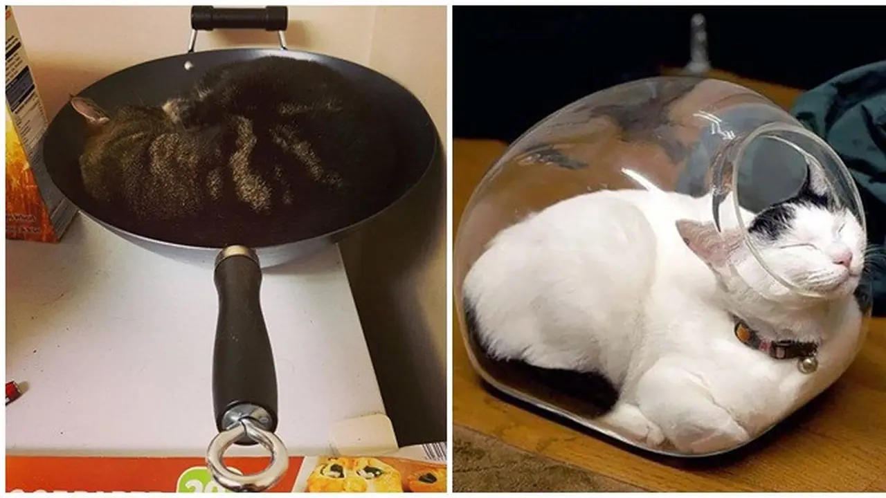 10 Potret Ini Buktikan Kucing Bisa Tidur di Mana Saja, Bikin Geleng Kepala