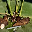 Mengenal Kimpul dan Cara Mengolahnya agar Tidak Gatal, Umbi Lokal yang Bisa Jadi Alternatif Pangan