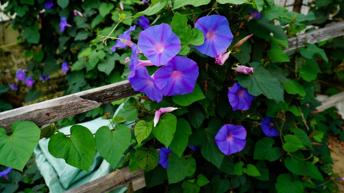 Morning Glory