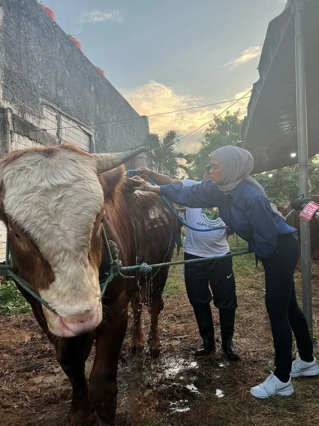 Jelang Hari Raya Idul Adha, Ini 6 Potret Delia Septianti Kini Semangat Jualan Sapi