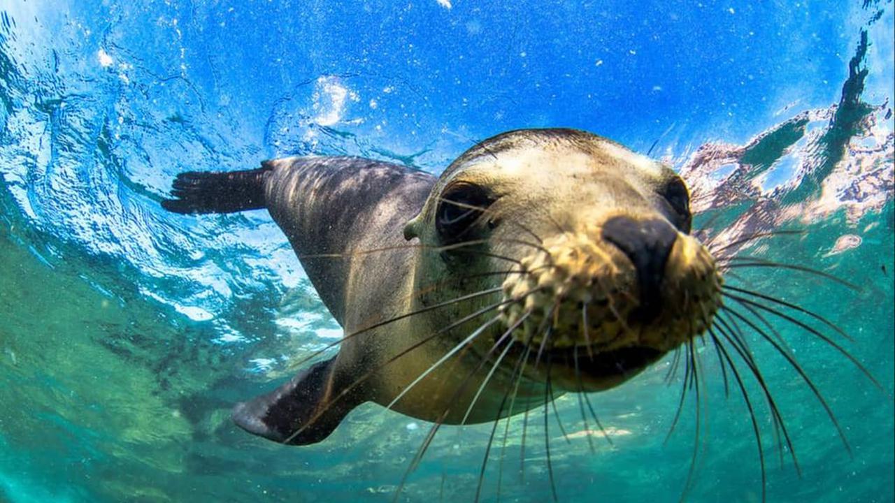 3. Anjing Laut Bulu Galápagos