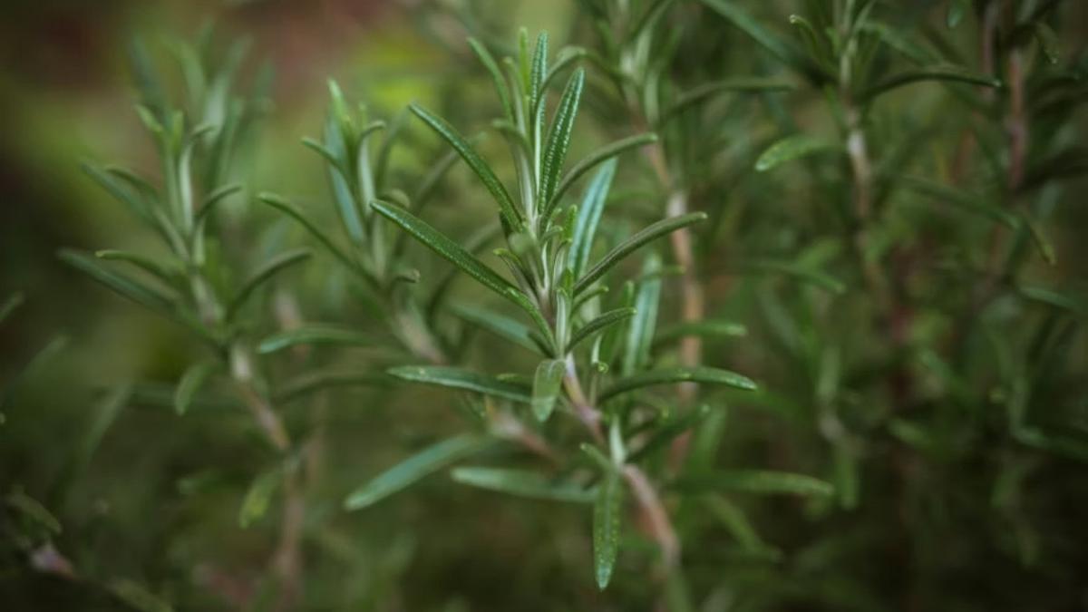 Rosemary