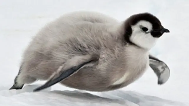 20151223-Yuk Lihat Perjalanan Bayi Pinguin Menjadi Dewasa