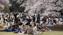 Orang-orang berkumpul di bawah bunga sakura yang mekar penuh di sebuah taman melihat bunga tradisional yang disebut "Hanami" untuk merayakan musim semi Rabu, 30 Maret 2022, di Tokyo. (AP Photo/Kiichiro Sato)