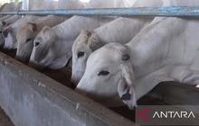 Sapi Idul Fitri Babel: Pemprov Siapkan 1.600 Ekor, Antisipasi Lonjakan Harga Daging Jelang Lebaran 2026