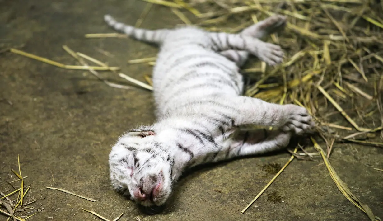Seekor anak harimau putih berusia dua hari di kebun binatang di Managua, Nikaragua pada Rabu (3/11/2021). Tiga anak harimau putih yang baru lahir diberi makan dengan kolostrum dari seekor kambing yang baru lahir karena induknya menolak untuk menyusui mereka. (OSWALDO RIVAS / AFP)