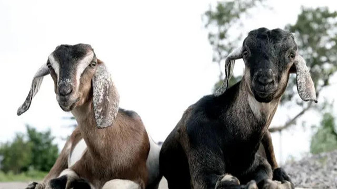 Kisah Malaikat Minta Kambing ke Nabi Ibrahim di Hari Raya Idul Adha, Diceritakan Gus Baha