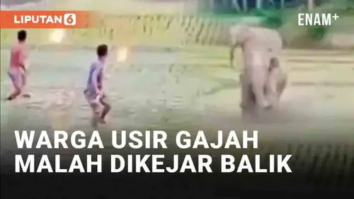 VIDEO: Viral Warga Usir Gajah Pakai Obor, Malah Dikejar Balik