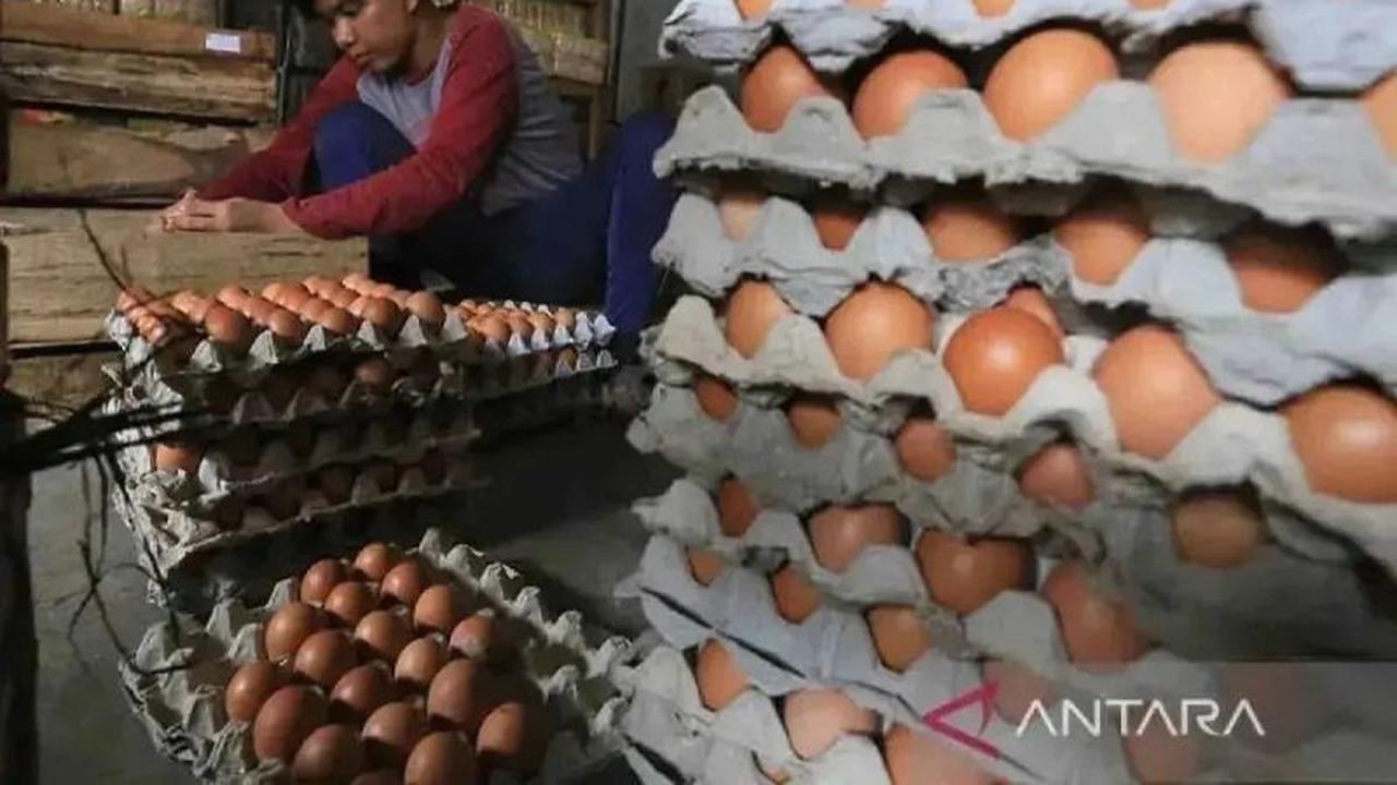 Fakta Unik: 10.000 Anak Ikuti Gerakan Gemar Makan Telur di HUT Sulsel ke-356, Cegah Stunting Sejak Dini