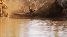 Joki terlepas Jawi saat mencoba memacu dengan kencang pada ajang Pacu Jawi di Tanah Datar, Sumatera Barat, Sabtu (13/8/2016). (Bola.com/Nicklas Hanoatubun)