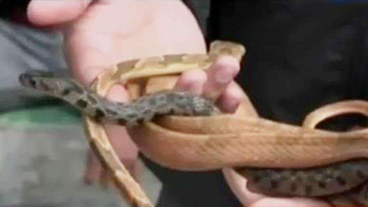 Pria Stres Bawa Senjata Tajam hingga Cara Menjinakkan Ular