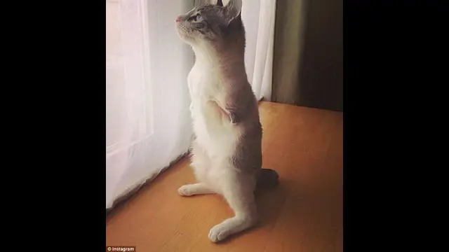 Aksi Roux, Kucing 2 Kaki yang Menggemaskan