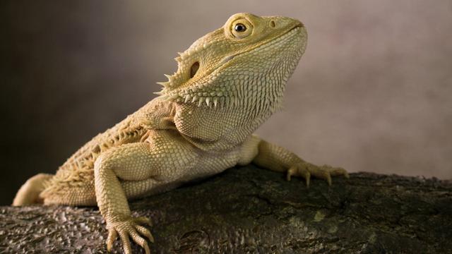 Bearded Dragon