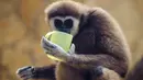 Seekor siamang meminum teh hangat di kebun binatang Debrecen, Budapest, Hungaria, Rabu (25/1). Pihak pengelola kebun binatang memberikan minuman hangat kepada para hewan untuk menghangatkan tubuh saat udara dingin. (Zsolt Czegledi/MTI via AP)
