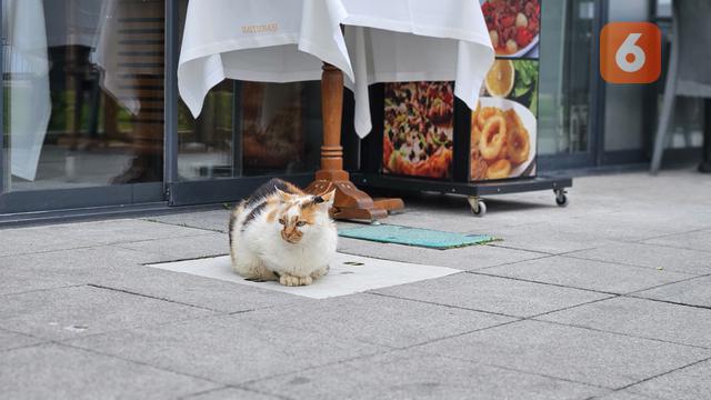 Kucing dan Kumis Kucing (Foto Ilustrasi: Aditya Eka Prawira/Liputan6.com)