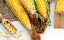 Benarkah Jagung Bisa Membantu Menurunkan Kadar Asam Urat? Kenali Manfaat Tersembunyinya