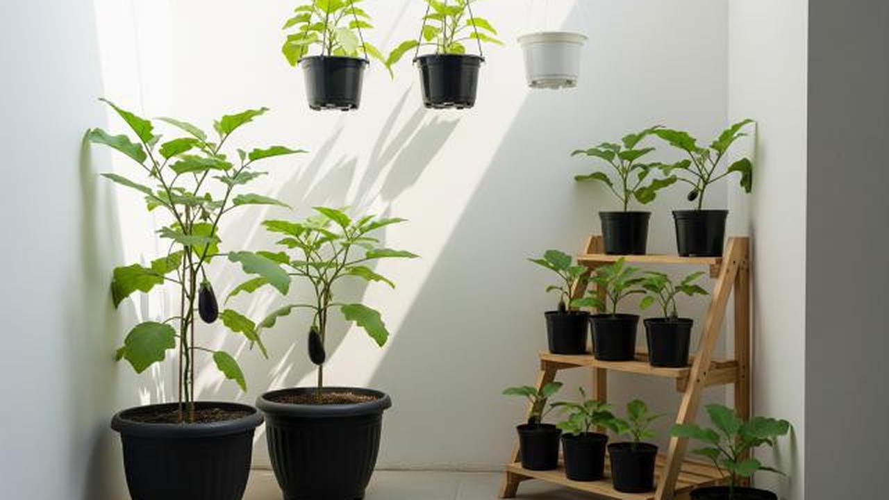 Cara Tanam Terong di Pot yang Bisa Dipanen Berkali-kali, Solusi Lahan Sempit di Pekarangan