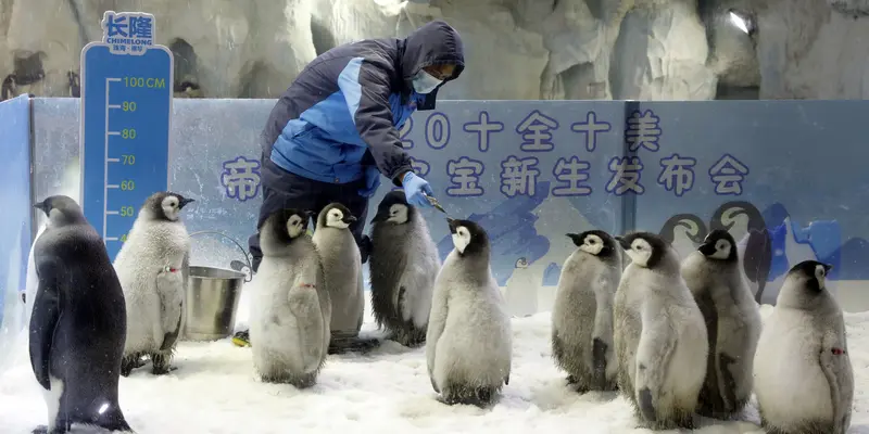 Debut Bayi Penguin Kaisar di Guangdong