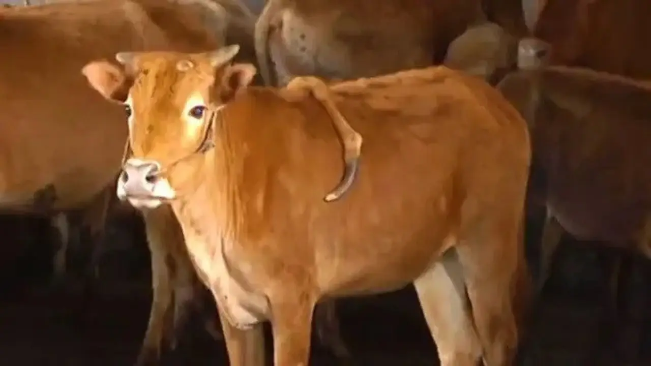 7 Fenomena Sapi Punya Lima Kaki Ini Disebut Pertanda Baik dan Buruk ...