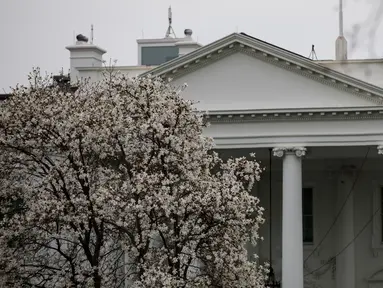 Foto yang diabadikan pada 11 Maret 2020 ini menunjukkan Gedung Putih di Washington DC, Amerika Serikat. Sejumlah bangunan ikonis (landmark) di Washington DC, termasuk Gedung Putih, terpaksa ditutup sementara untuk umum akibat wabah COVID-19 yang tengah merebak di negara itu. (Xinhua/Ting Shen)