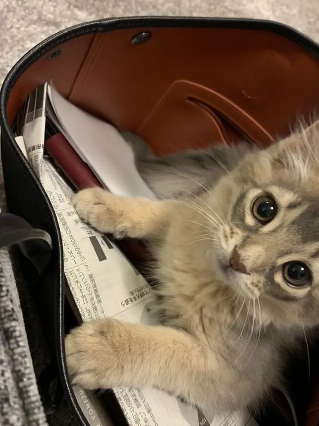 7 Potret Menggemaskan Kucing Ini Bakal Ceriakan Harimu