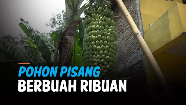 vertical pisang