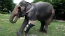 Motola, seekor gajah saat mengenakan kaki prostetik (palsu) di Friends of the Asian Elephant Foundation, Thailand, (29/6). Motola mengalami cacat kaki akibat menginjak ranjau darat. (REUTERS/Athit Perawongmetha)